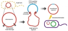 Cas9-Assisted Targeting of Chromosome segments CATCH enables one-step targeted c